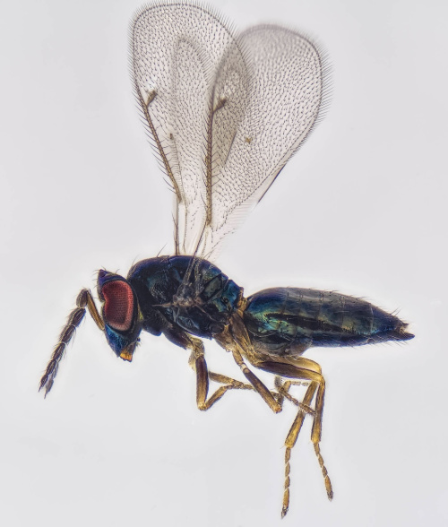  Omphale connectens