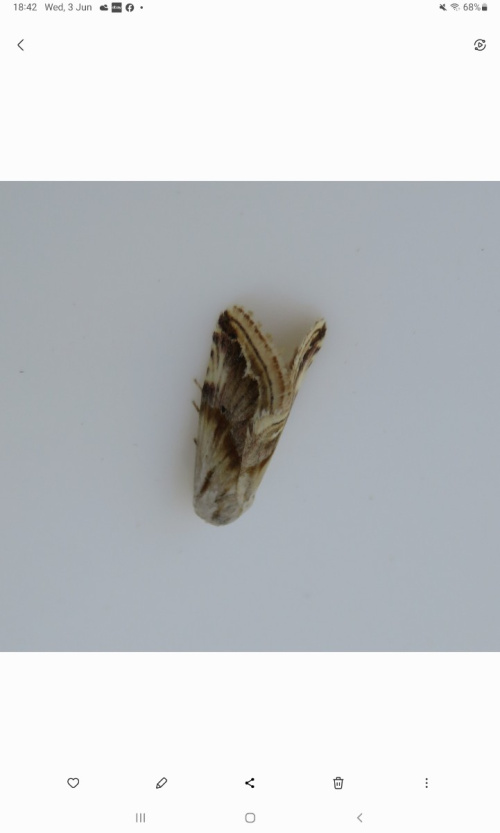 Purple Marbled Eublemma ostrina