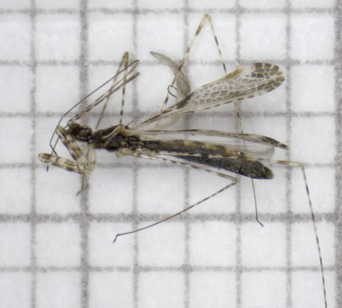  Empicoris culiciformis