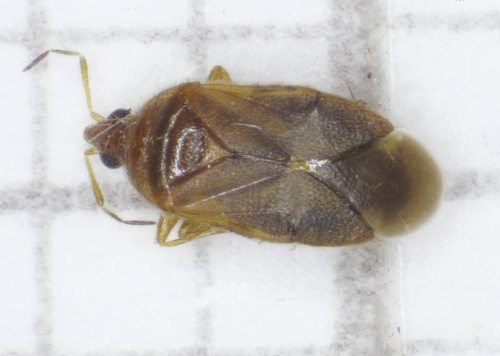  Cardiastethus fasciiventris