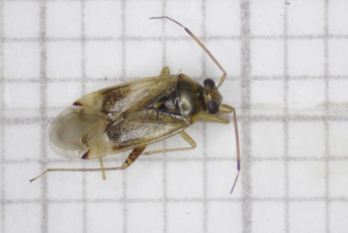  Pinalitus cervinus