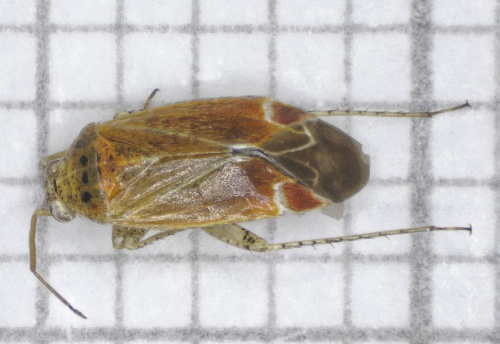  Psallus (Psallus) varians