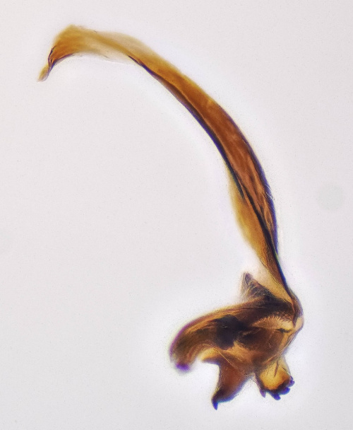  Psallus (Psallus) varians
