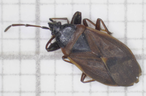 Pine Cone Bug Gastrodes grossipes