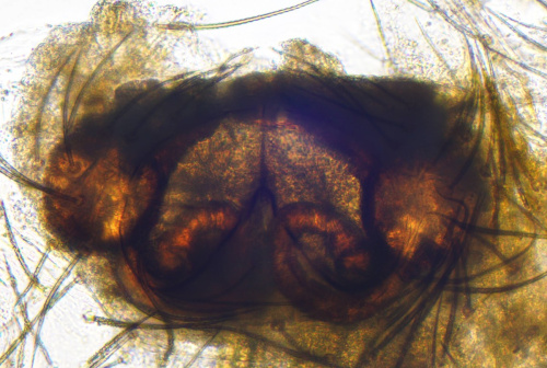  Lathys humilis