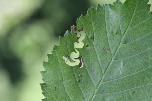 Zig-zag Elm Sawfly Aproceros leucopoda