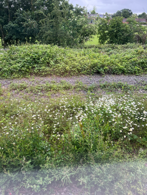 Oxeye Daisy Leucanthemum vulgare
