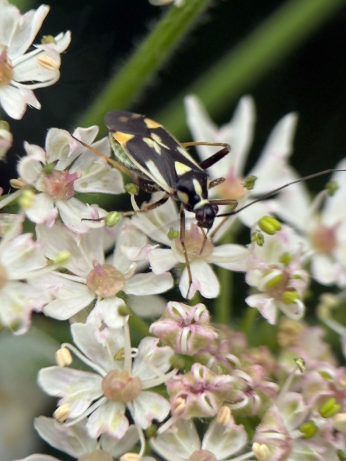  Grypocoris (Lophyromiris) stysi