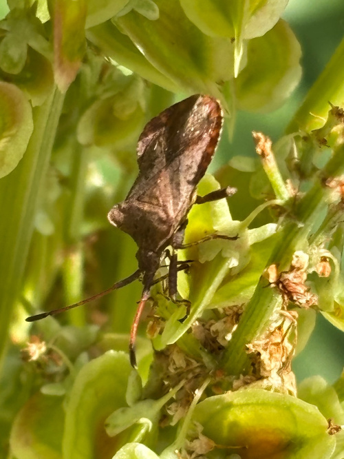 Dock Bug Coreus marginatus