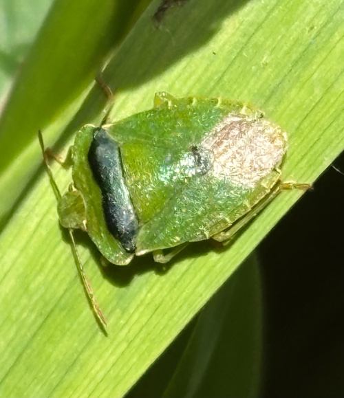 Green Shieldbug Palomena prasina