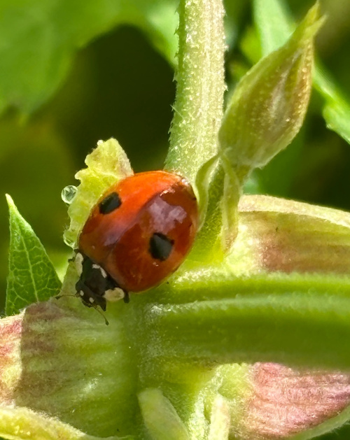 2-spot Ladybird Adalia bipunctata