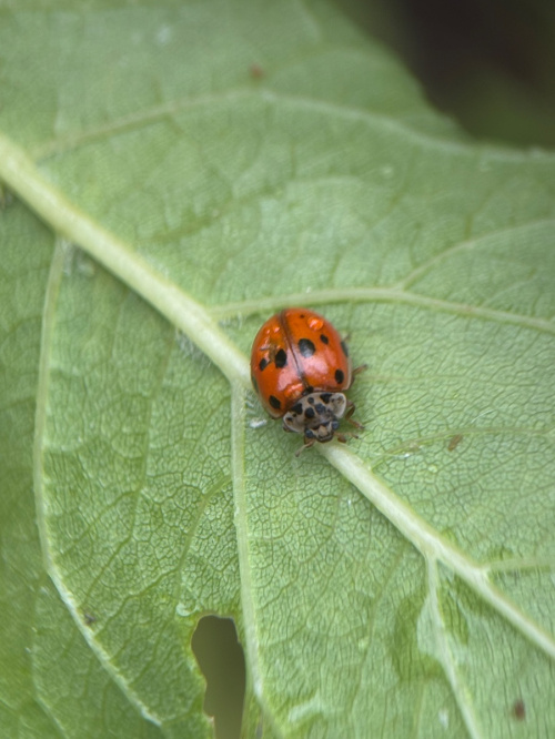 10-spot Ladybird Adalia decempunctata