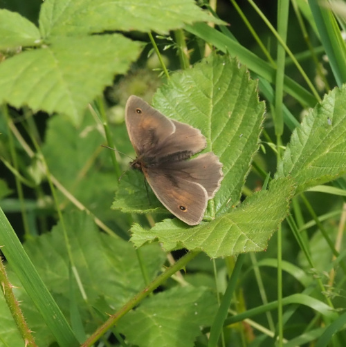 Meadow Brown Maniola jurtina