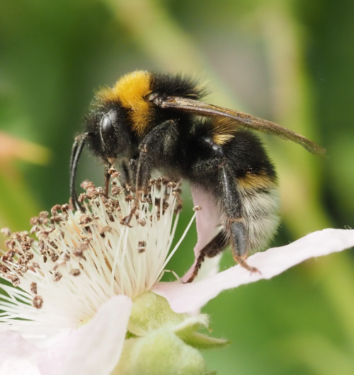 Vestal Cuckoo Bee Bombus vestalis