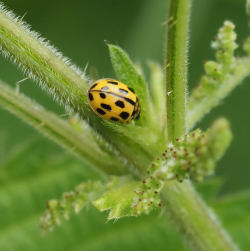 14-spot Ladybird Propylea quattuordecimpunctata