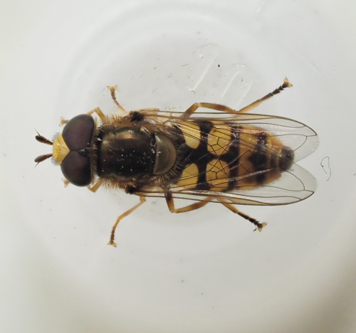 Eupeodes corollae