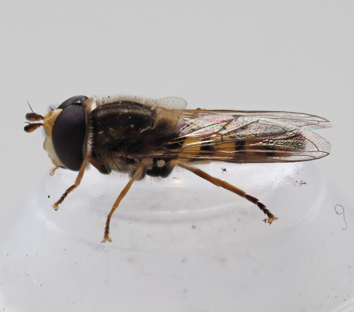  Eupeodes corollae