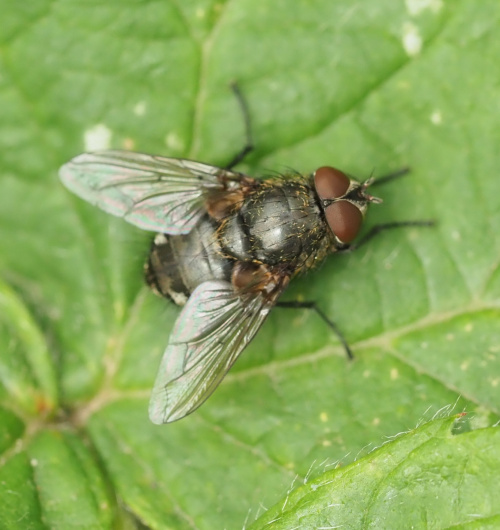  Pollenia