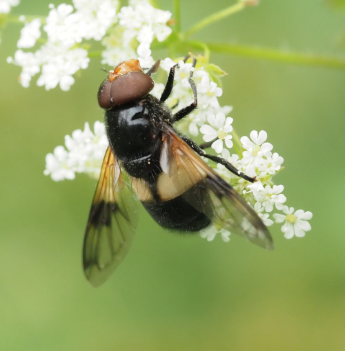  Volucella pellucens