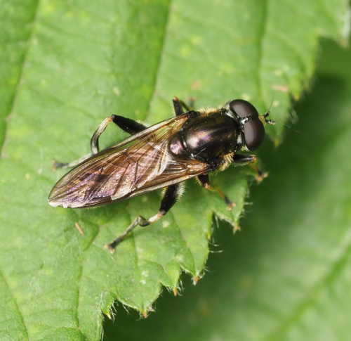  Xylota segnis