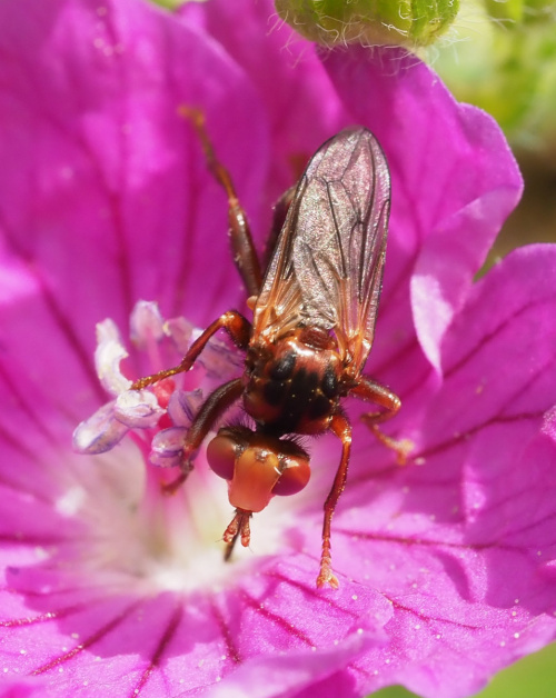  Sicus ferrugineus
