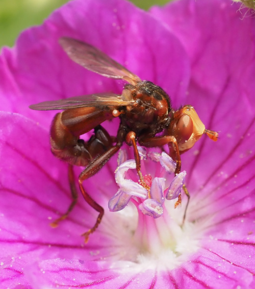  Sicus ferrugineus