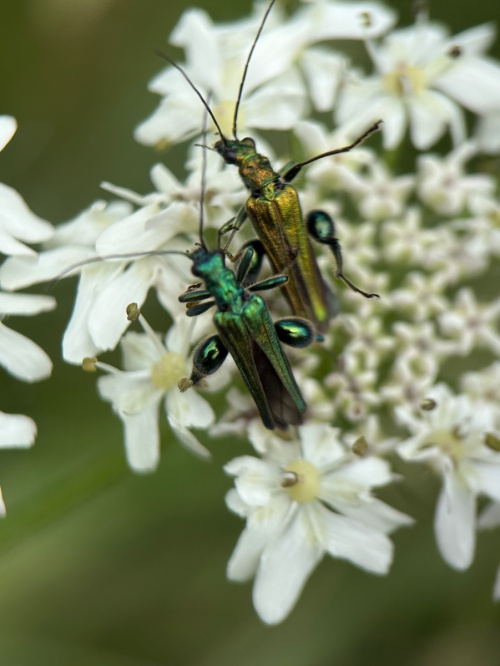 Swollen-thighed Beetle Oedemera nobilis