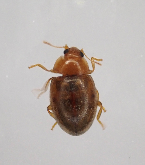  Rhyzobius litura
