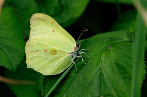 Brimstone Gonepteryx rhamni