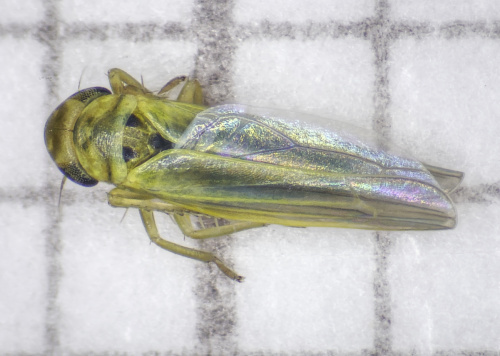  Zyginidia scutellaris