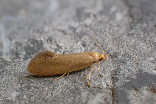 Plain Bark Moth Crassa tinctella