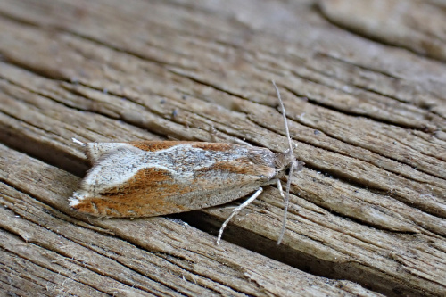 Rufous Hook-wing Ancylis diminutana