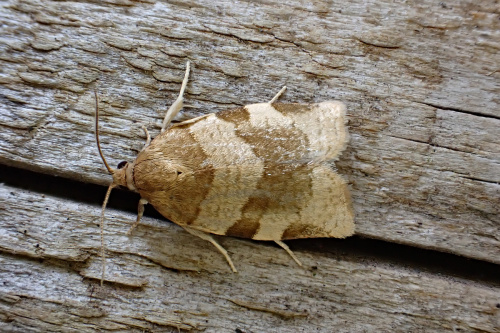 Great Tortrix Choristoneura hebenstreitella