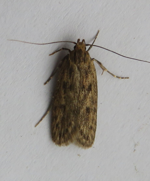 Brown House-moth Hofmannophila pseudospretella