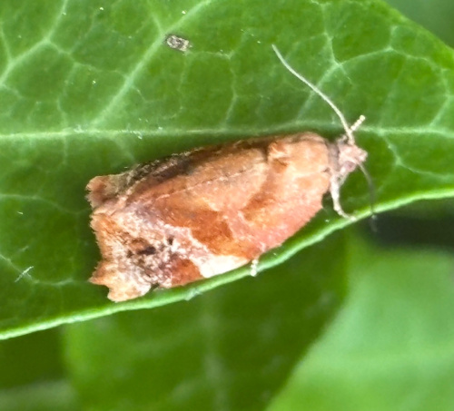 Red-barred Tortrix Ditula angustiorana