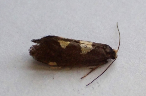 Purple-tinged Cutter Incurvaria oehlmanniella