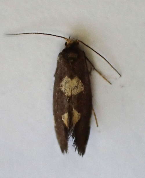Purple-tinged Cutter Incurvaria oehlmanniella