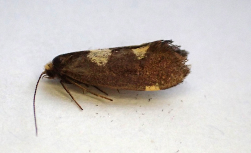 Purple-tinged Cutter Incurvaria oehlmanniella