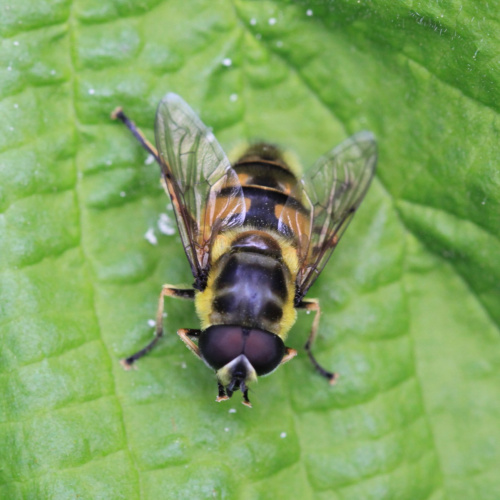 Batman Hoverfly Myathropa florea