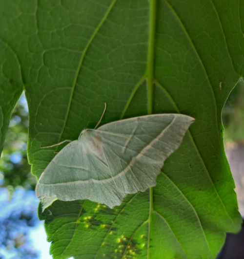 Light Emerald Campaea margaritaria