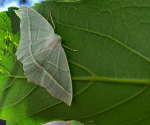 Light Emerald Campaea margaritaria
