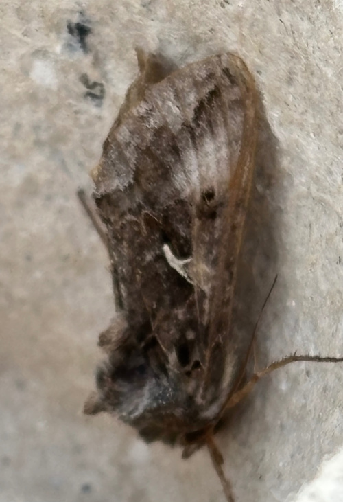 Silver Y Autographa gamma