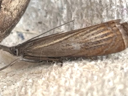 Garden Grass-veneer Chrysoteuchia culmella