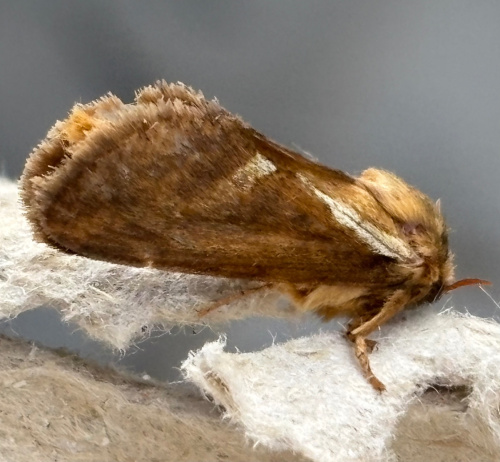 Common Swift Korscheltellus lupulina