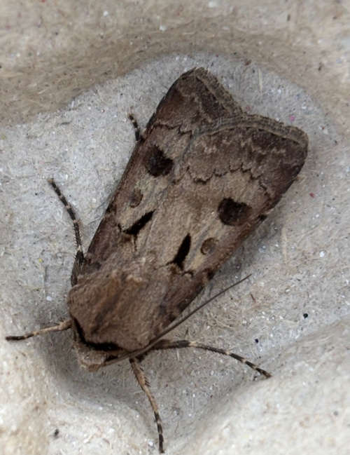Heart & Dart Agrotis exclamationis