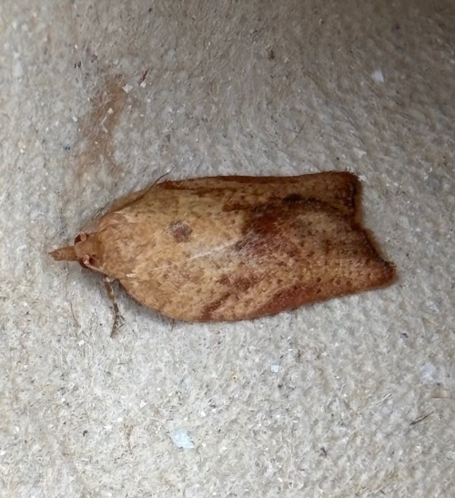 Light Brown Apple Moth Epiphyas postvittana