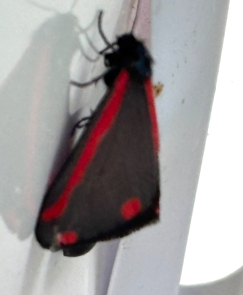 Cinnabar Tyria jacobaeae