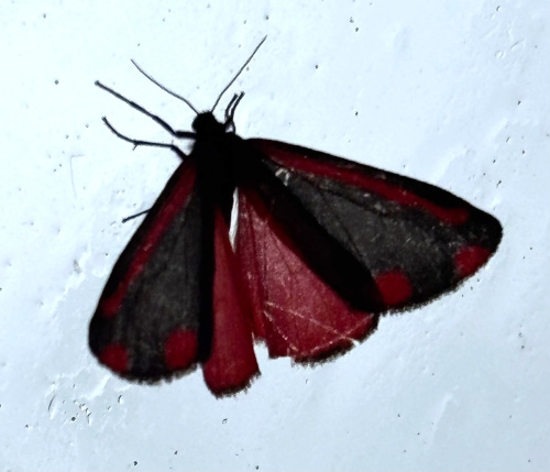 Cinnabar Tyria jacobaeae
