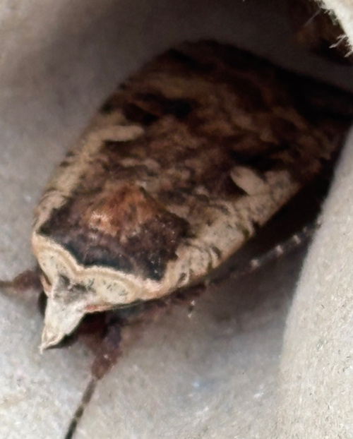 Large Yellow Underwing Noctua pronuba