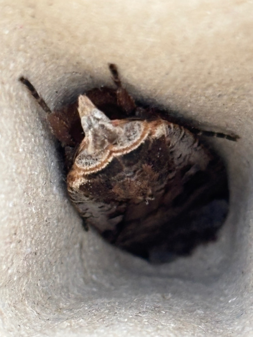 Large Yellow Underwing Noctua pronuba
